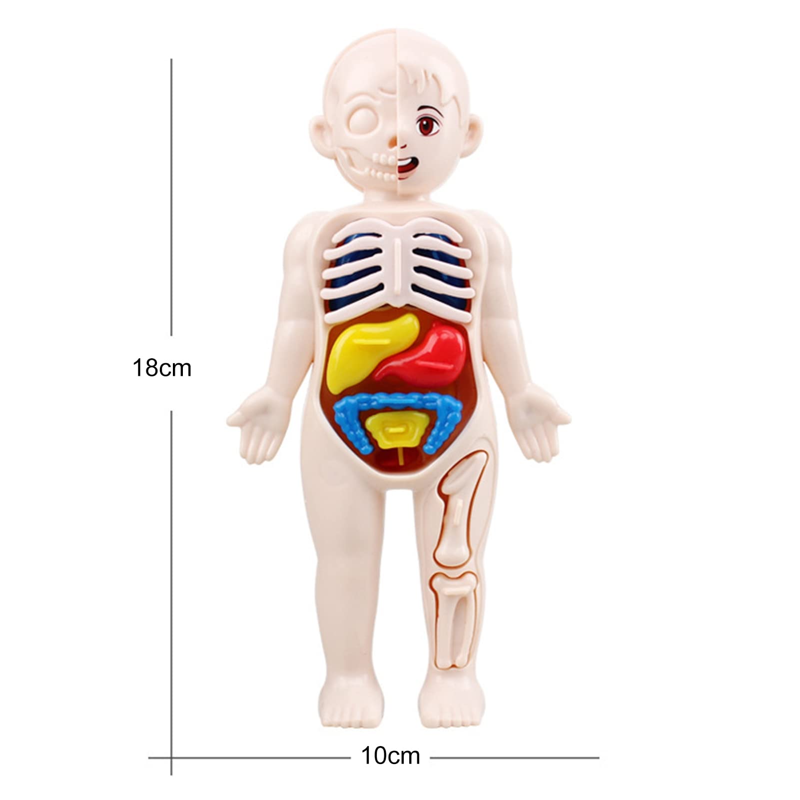Amazon.com: cdar Human Anatomy Model for Kids, Human Torso Model